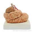 Cerebro con arteria y nervios